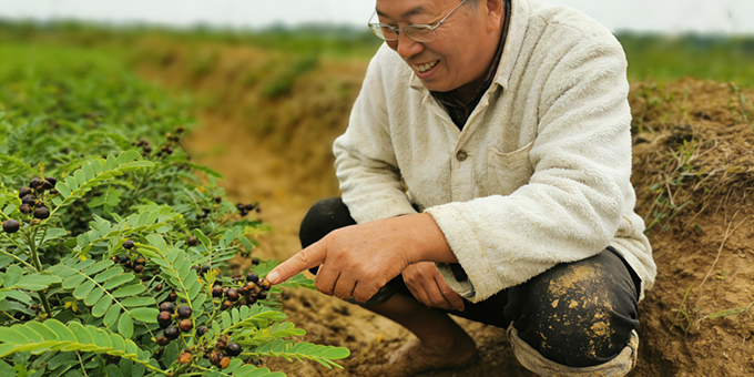 【洛沙随笔】跟上姚选富识百草之百零十三：姚选富辨决明