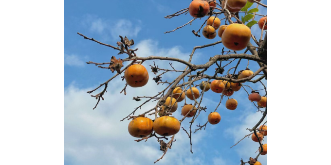 【张德玉诗词】七律  柿颂