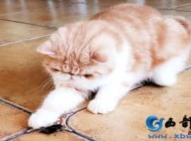 【铁石散文】夏趣之小猫戏蝉
