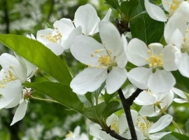 【徐东风散文】岂料春风雪满枝