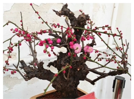 【秋枫随笔】   跟上西部网识百草之三