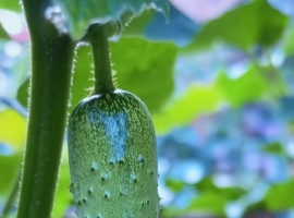 《芸竹诗歌》敬畏