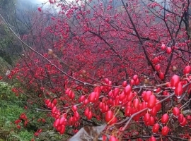 【芸竹诗词】七绝  茱萸
