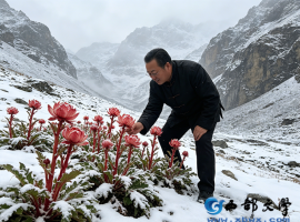 【洛沙随笔】跟上姚选富识百草之二百三十九：红骨御寒