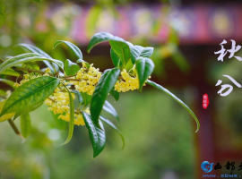 【徐东风散文】桂花飘香话秋分