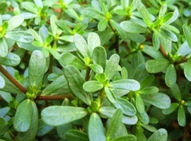 【秋枫随笔】 《跟上西部文学网识百草》之二