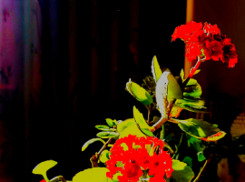 【宋智兴诗词】七绝  题长寿花照