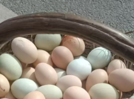 【赵秋林诗词】永遇乐  赞小邢生态土鸡蛋