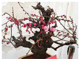 【秋枫三行日记】同框乐等（1.16——31）