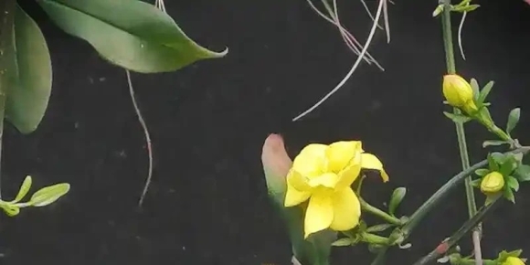 【徐东风散文】迎得春来非自足，百花千卉任芬芳