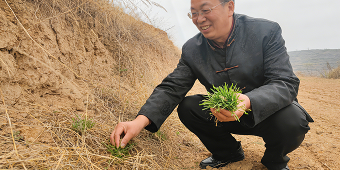 【洛沙随笔】跟上姚选富识百草之一百零六：苍术藏岐黄