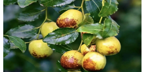 【商山迪克散文随笔】家乡的红枣