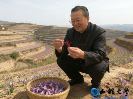 【洛沙随笔】跟上姚选富识百草之九十四：红丝解郁结