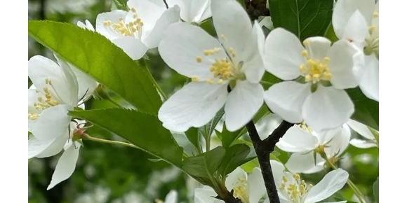 【徐东风散文】岂料春风雪满枝