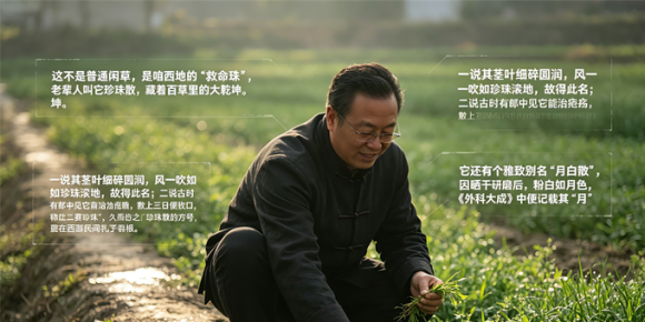 【洛沙随笔】跟上姚选富识百草之二百一十：珠草秘
