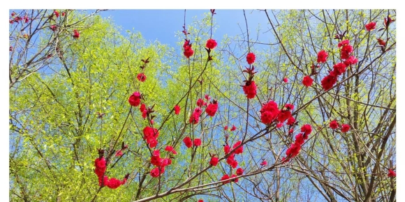 【秋枫随笔】《希望的季节》