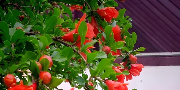 【禅悟诗词】榴花