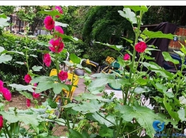 【秋枫三行日记】夏天的倩影