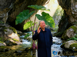 【洛沙随笔】跟上姚选富识百草之二十五：虎杖祛湿通瘀