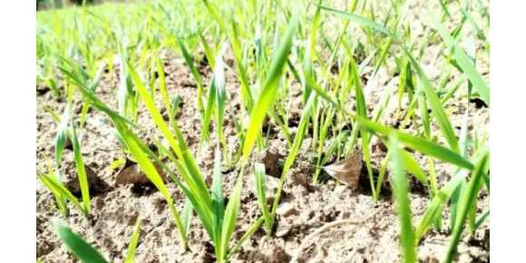 【芸竹诗歌】冬来了，春还会远吗