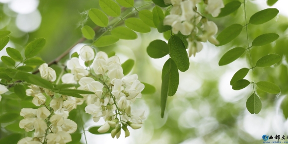 【徐东风诗歌】槐花香（外一首）