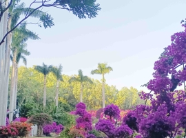 【罗凤霜现代诗】双辫/冬暖花事