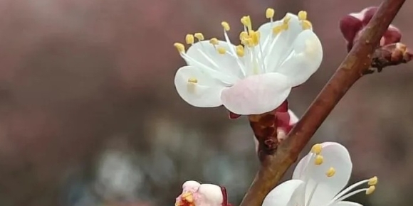 【徐东风散文】又是一年杏花开