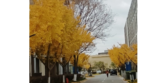 【小桥流水散文随笔】《清梦守护者》