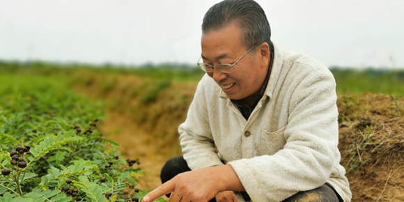 【洛沙随笔】跟上姚选富识百草之百零十三：姚选富辨决明