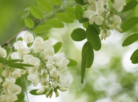 【徐东风诗歌】槐花香（外一首）