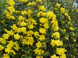 【禅悟诗词】鹧鸪天 九尽春生