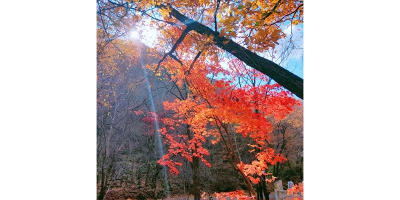 【笑君诗词】采桑子·重阳（六首）