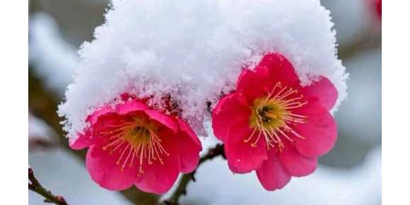 【芸竹诗词】 七绝    咏梅