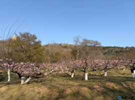 【武孝君诗歌】春发太平山（四）