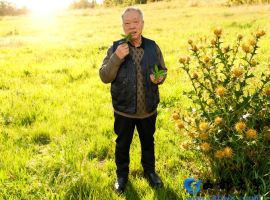 【洛沙随笔】跟上姚选富识百草之二十五：金草止血诀