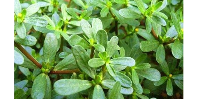 【秋枫随笔】 《跟上西部文学网识百草》之二