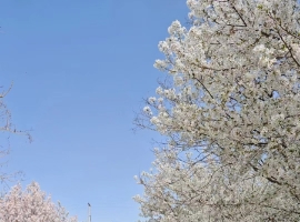 【宁静致远诗词】春花