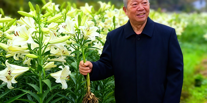 【洛沙随笔】跟上姚选富识百草之二十四：百合润心记