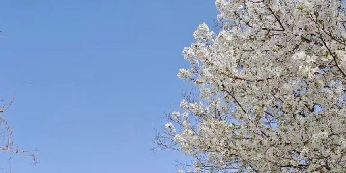 【宁静致远诗词】春花