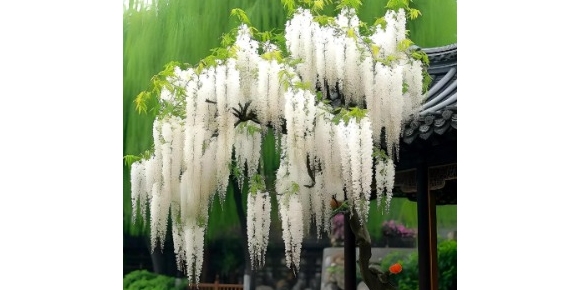 【徐东风散文】一树流苏映晴天，洁白无瑕留人间