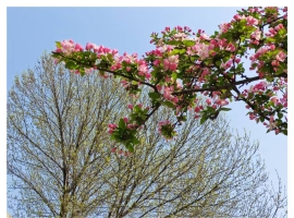 【秋枫三行日记】三月 （下）读 《心牧银河》