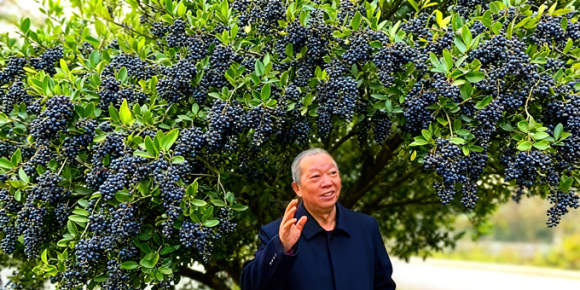 【洛沙随笔】跟上姚选富识百草之二十九：山野女贞藏珍