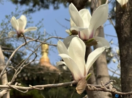 【秋枫练笔】 秋枫练笔 四篇