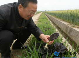 【洛沙随笔】跟上姚选富识百草之六十：田埂识草记