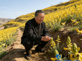 【洛沙随笔】跟上姚选富识百草之百六十五：金雀藏药香