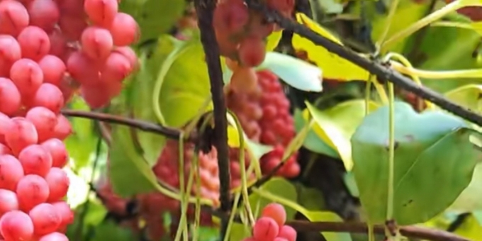 《芸竹诗词》七绝   五味子