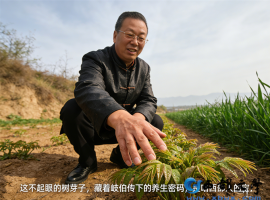 【洛沙随笔】跟上姚选富识百草之百七十二：椿芽藏妙方