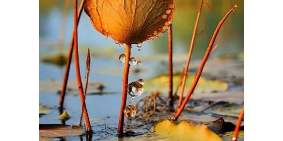 【芸竹随笔】题  残荷