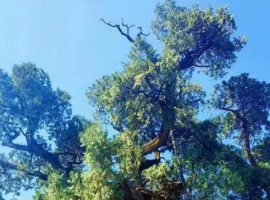 【孟宪福诗词】拜谒黄帝陵