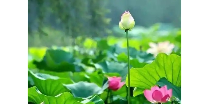 【徐东风散文】微山湖上，风过千年